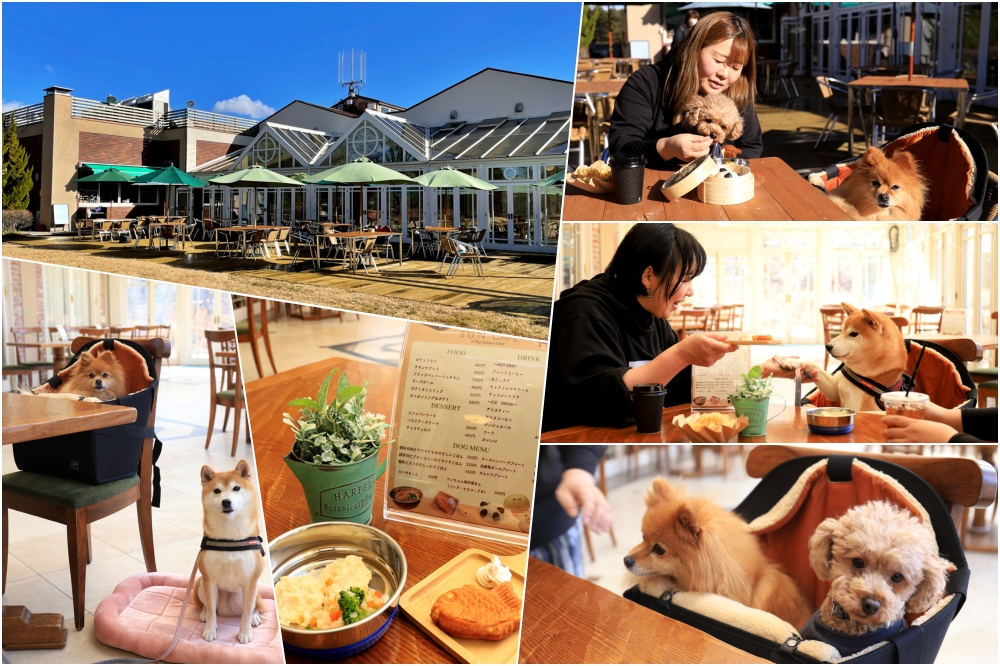 富士山麓、富士すばるランド内に土日祝限定で愛犬と一緒に楽しむ「SUN Café」再開